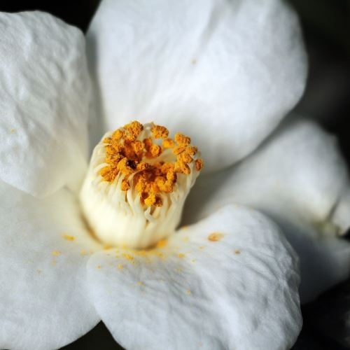 Čajovníkový olej (Kamélie olejná, Camellia Oleifera). lzs
