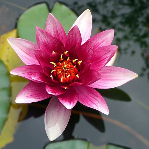 Lotusový květový vosk